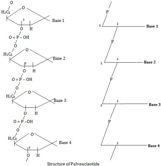 structure of a Polynucleotide